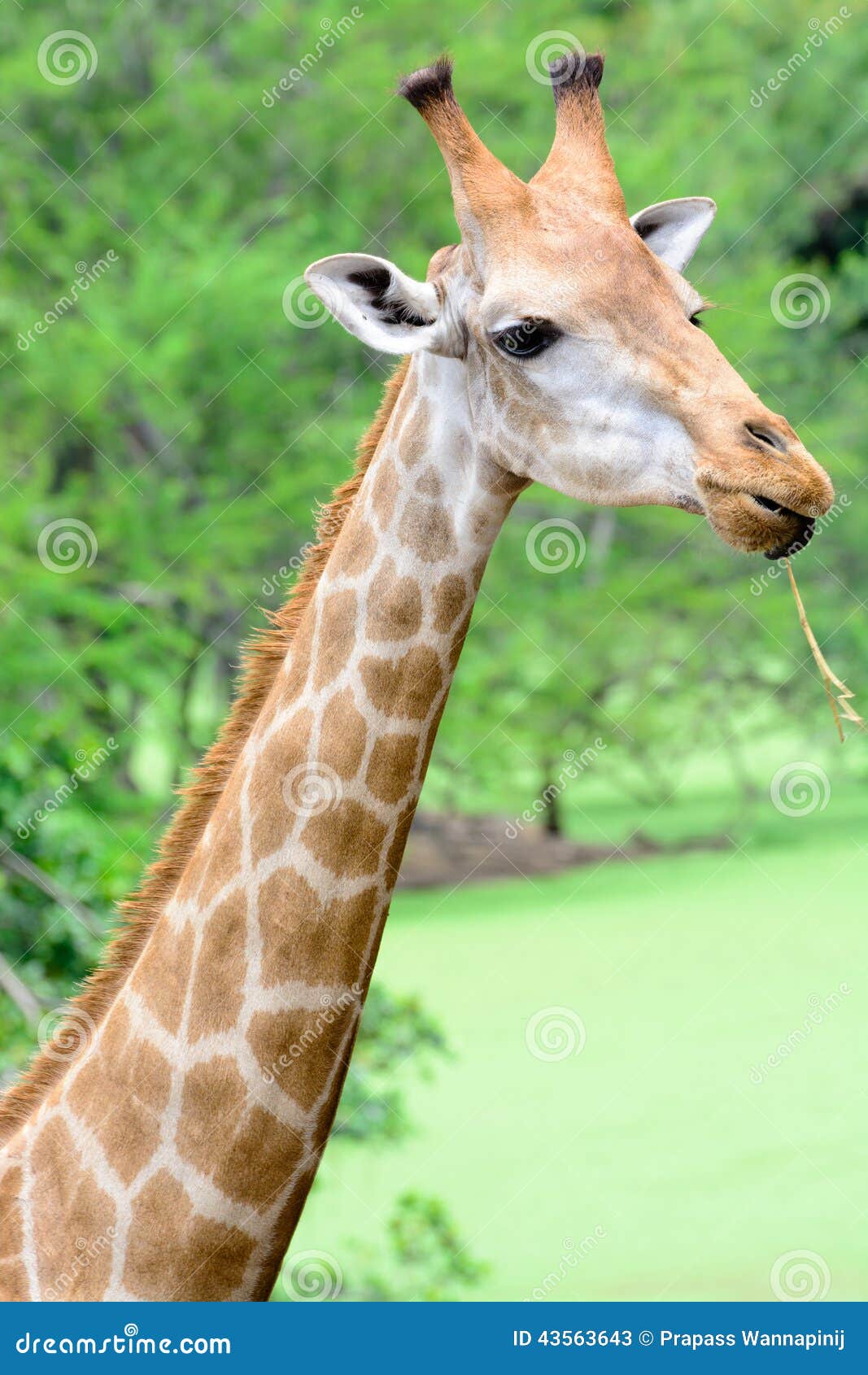 Giraffe long neck stock image. Image of mammal, tall 43563643