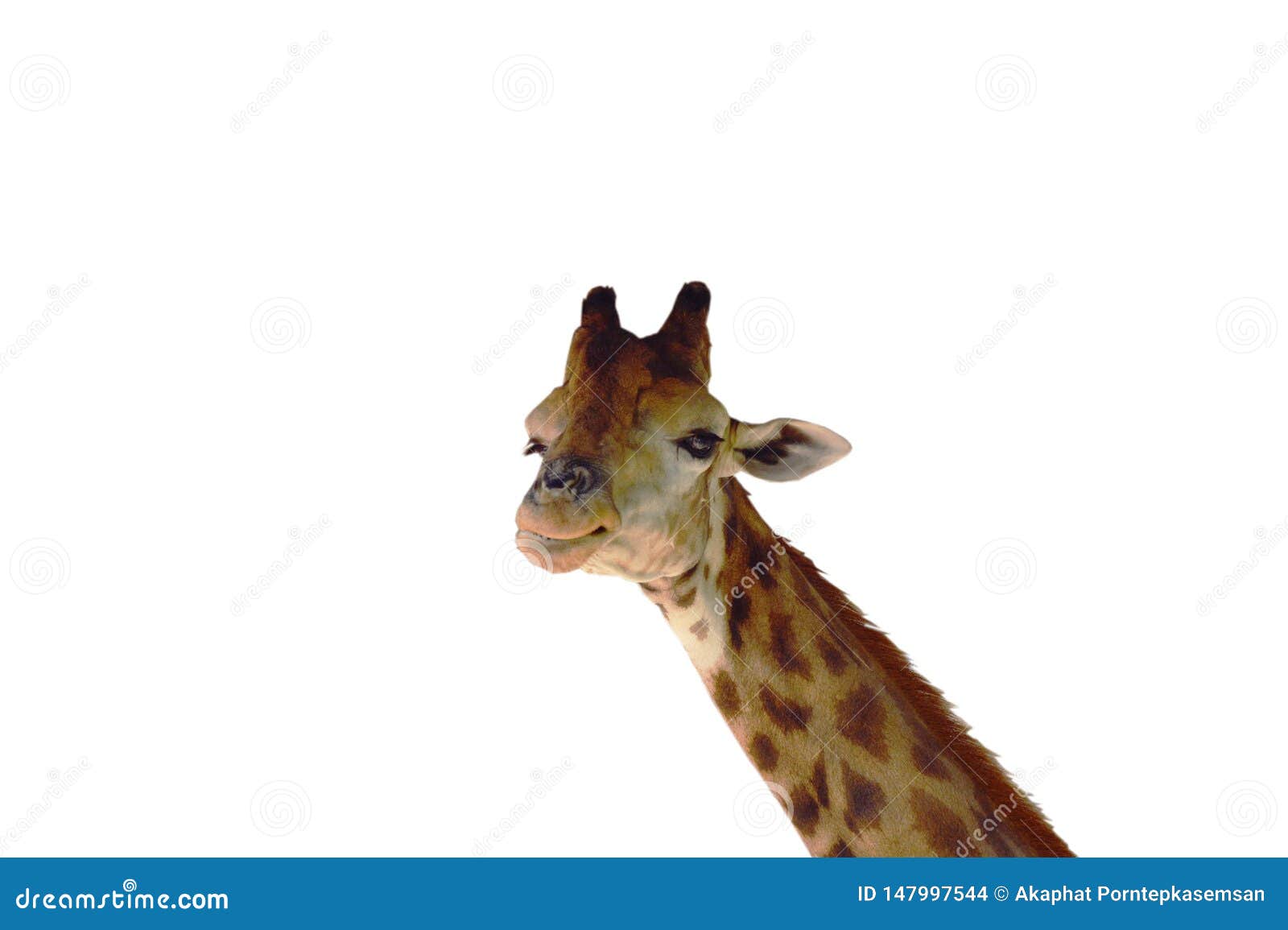 Giraffe Look Through A Lattice Royalty-Free Stock Photo | CartoonDealer