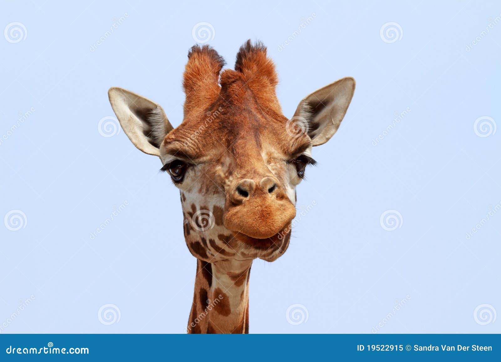 Giraffe Looking Camera Stock Images - Download 579 Royalty Free Photos