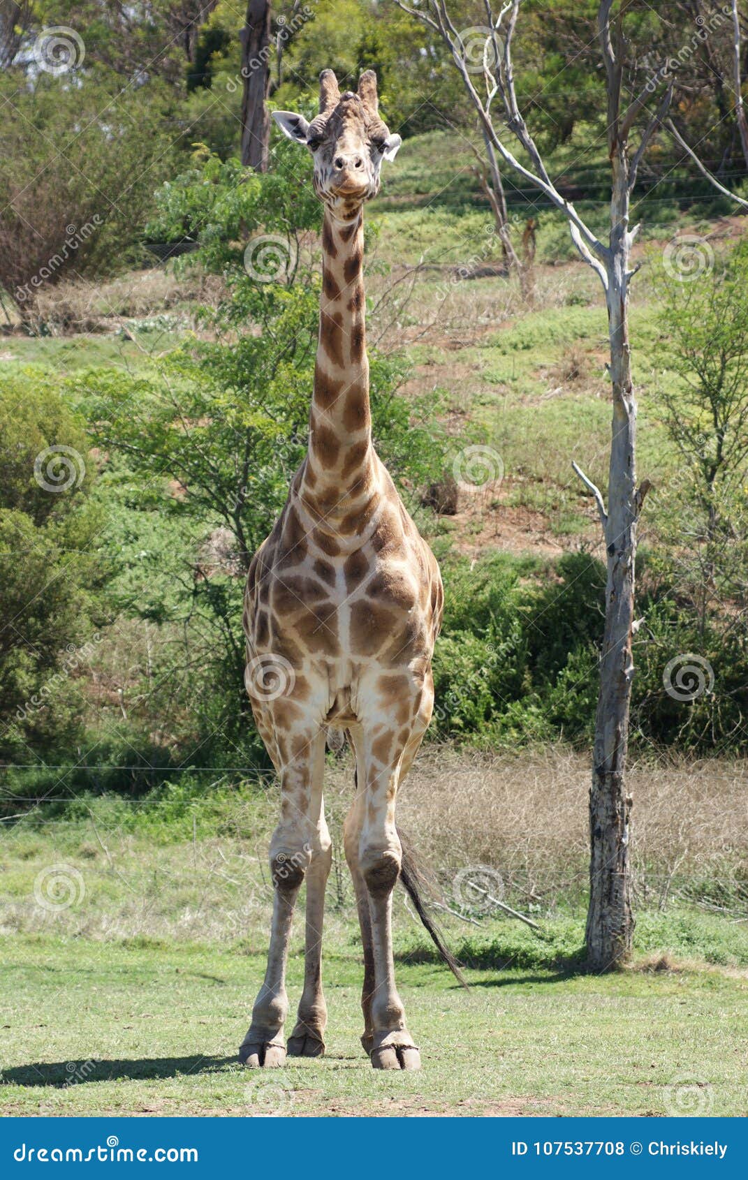 Giraffe is the tallest animal in the world. It has long legs and neck.  neck. Its long neck helps in 