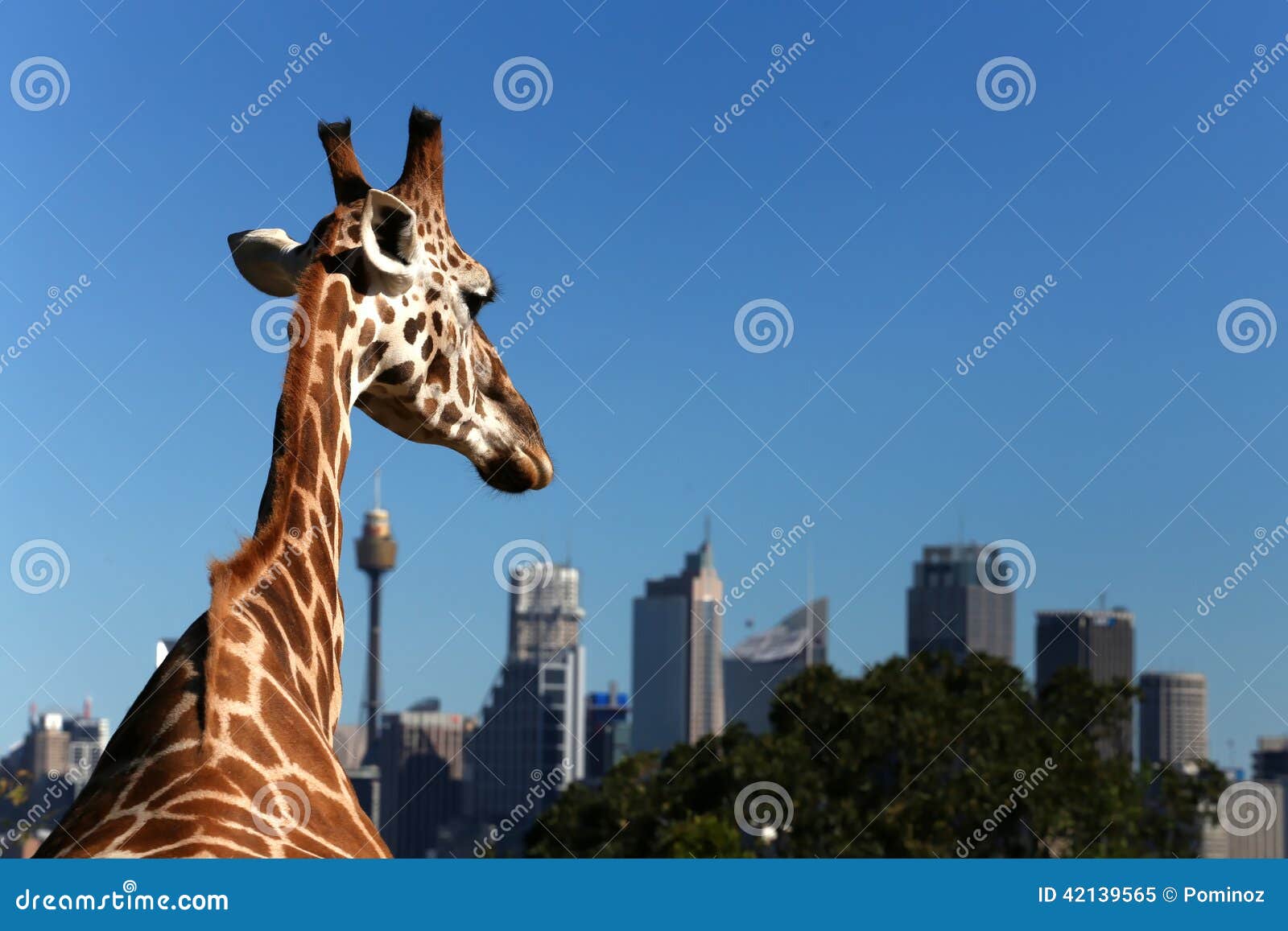 giraffe looks to the city