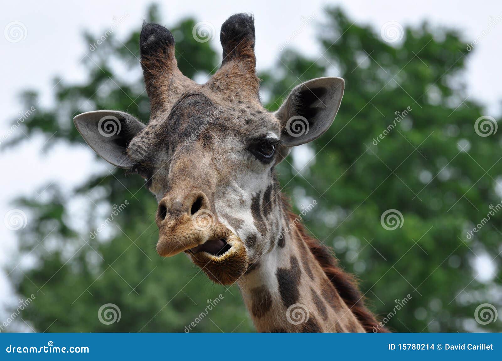 Giraffe Making Funny Face Stock Photos - Free & Royalty-Free Stock Photos from Dreamstime Giraffe Making Funny Face Stock Photos - Free & Royalty-Free Stock Photos from Dreamstime