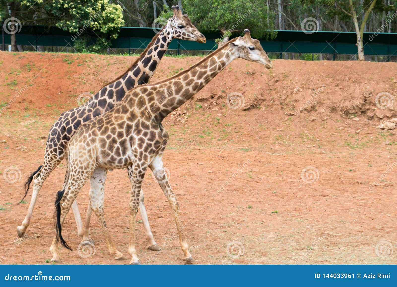 Giraffe male and female stock image. Image of wildlife - 144033961