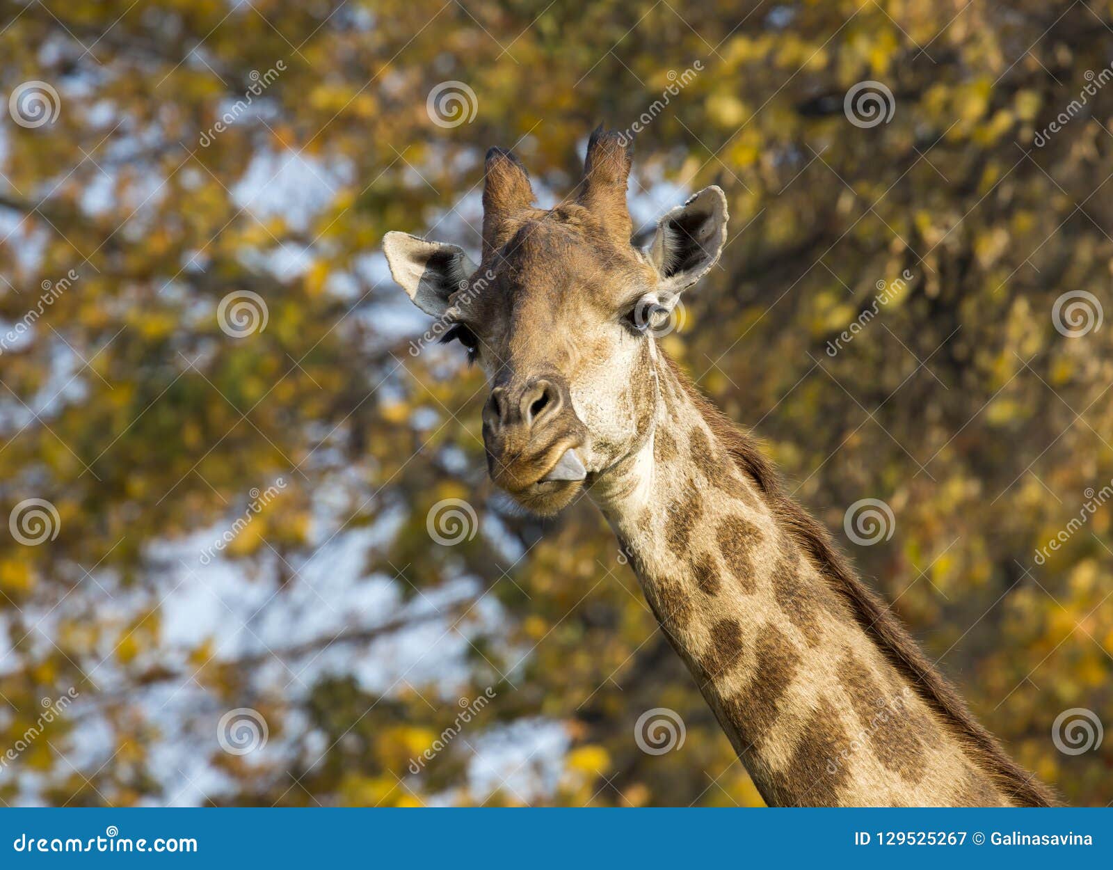 Giraffe. stock image. Image of brown, hoofed, animal - 129525267