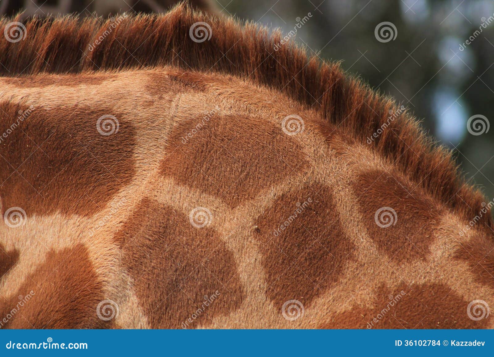 Giraffe Mane stock photo. Image of african, tall, pattern - 36102784