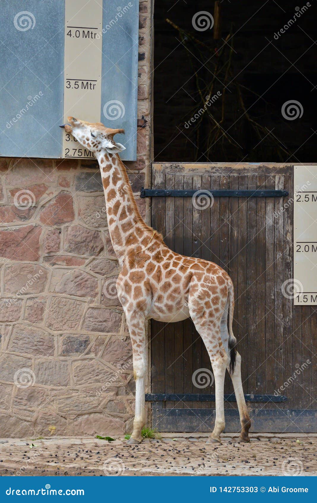 Giraffe Measuring Itself Against a Height Chart at a Zoo. Stock Image