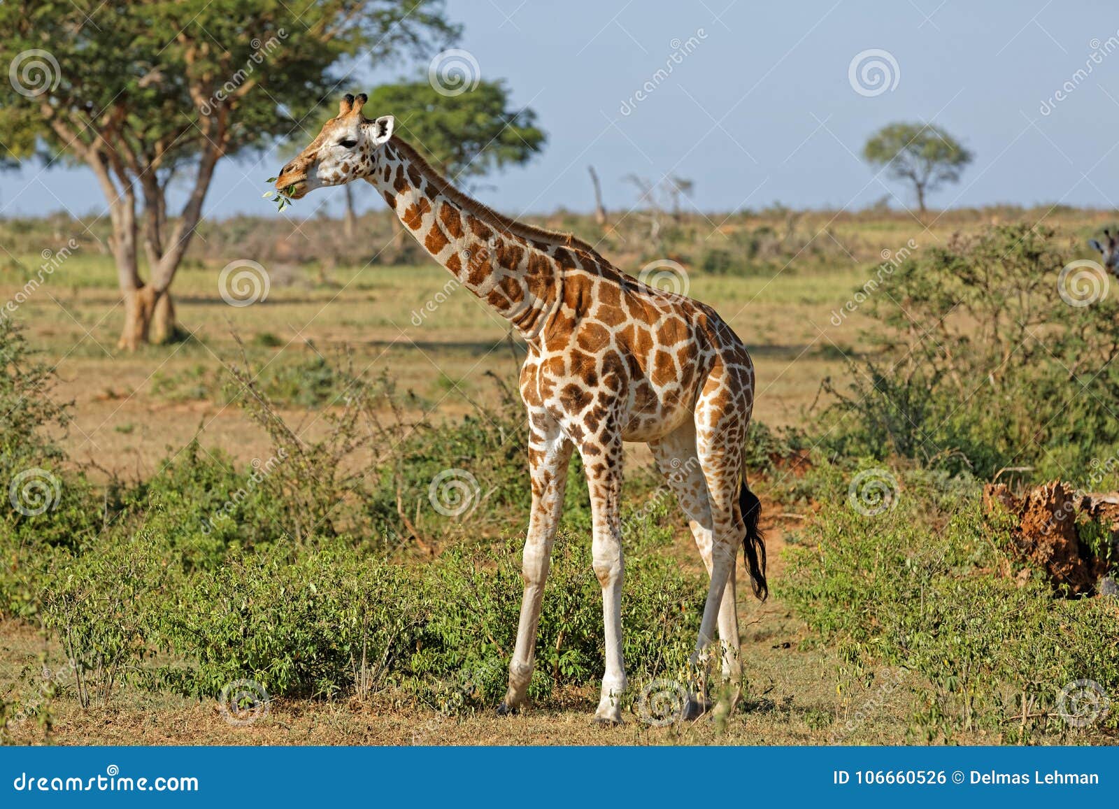 giraffe at murchison falls uganda