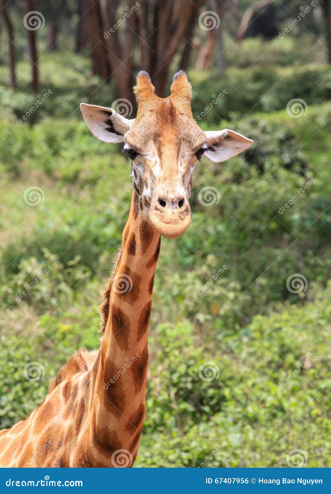 Giraffe in Nairobi Kenya stock photo. Image of established - 67407956
