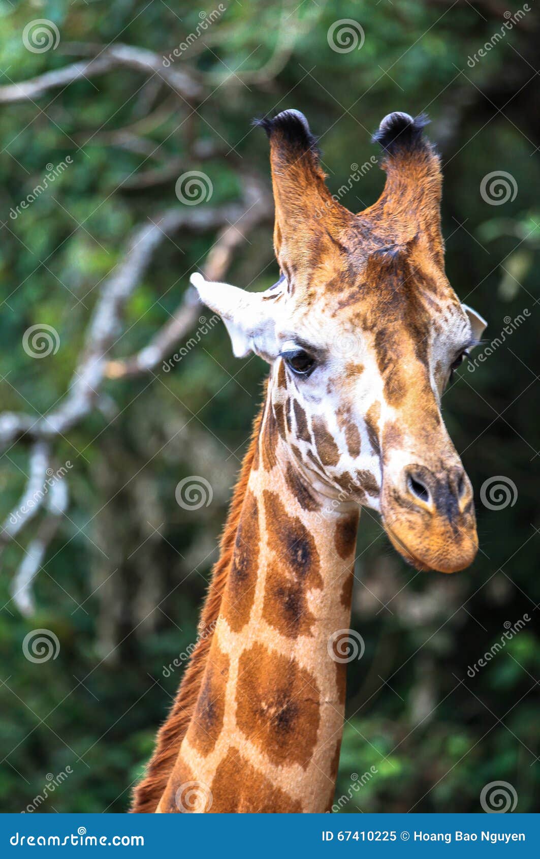 Giraffe in Nairobi Kenya stock image. Image of culture - 67410225