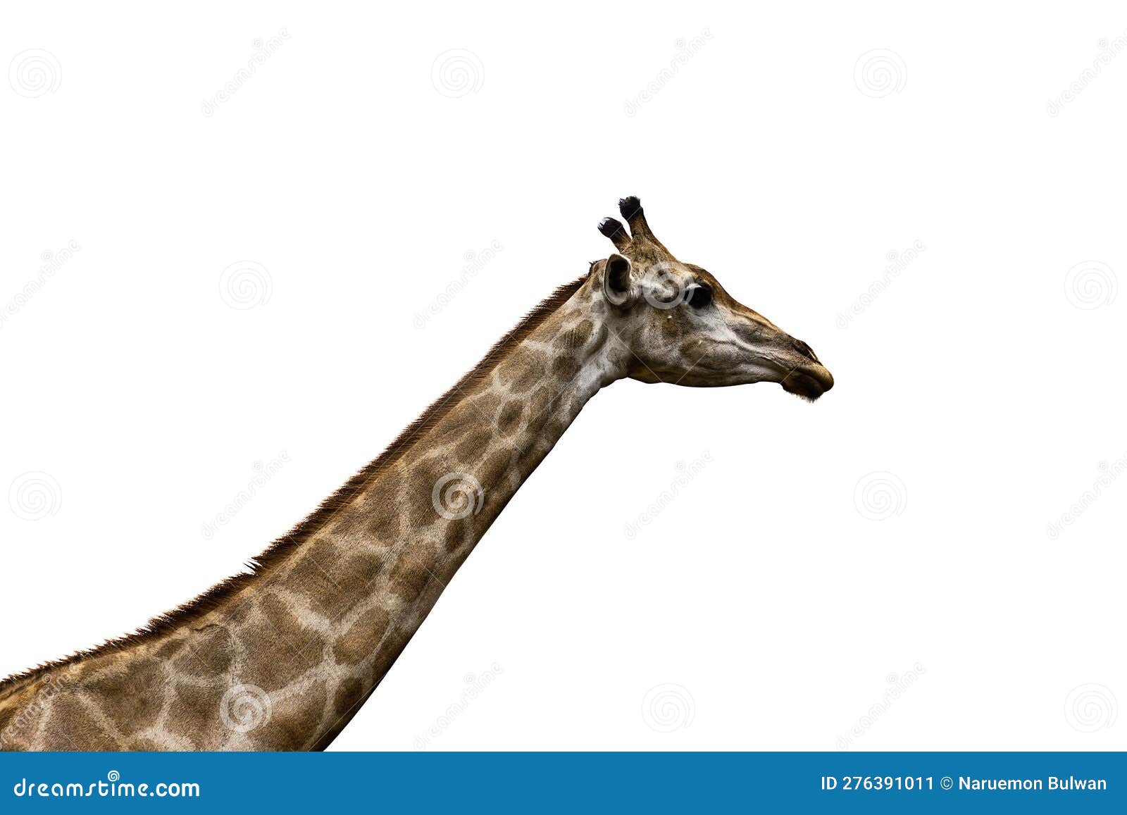 Giraffe Neck Isolated on White Stock Image Image of white, nature