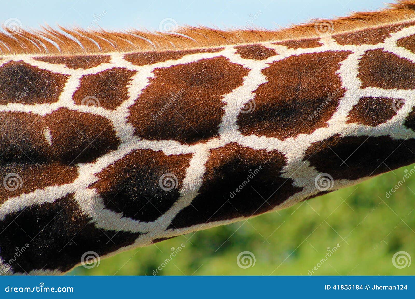 Giraffe neck in profile stock photo. Image of pelt, green - 41855184