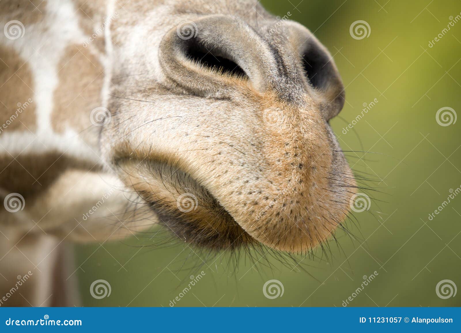 Giraffe Nose With Tongue Sticking Out, With Green Background Stock