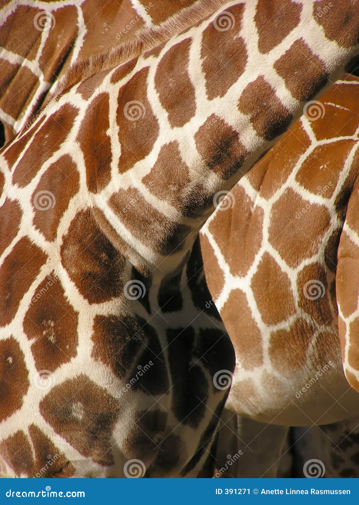 giraffe pattern