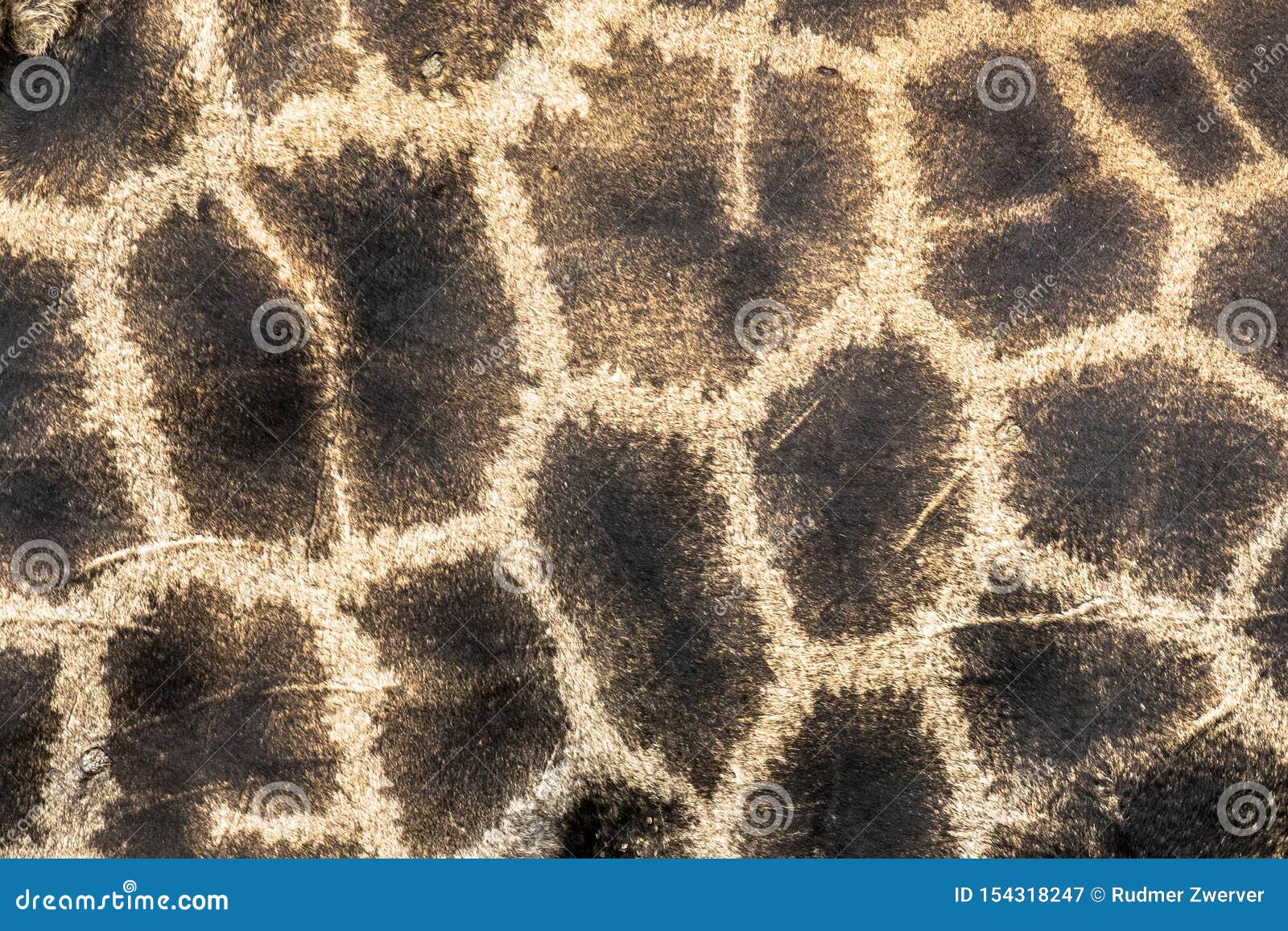 giraffe pattern close up