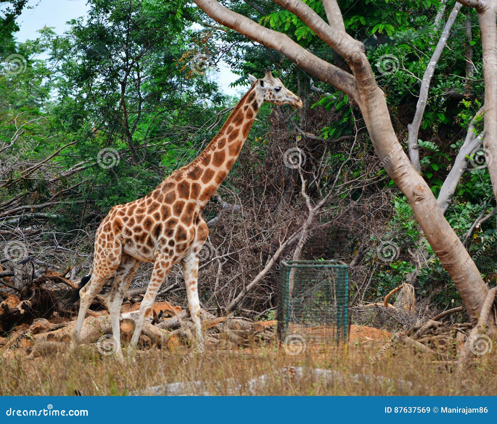 Giraffe stock image. Image of college, hotel, company 87637569