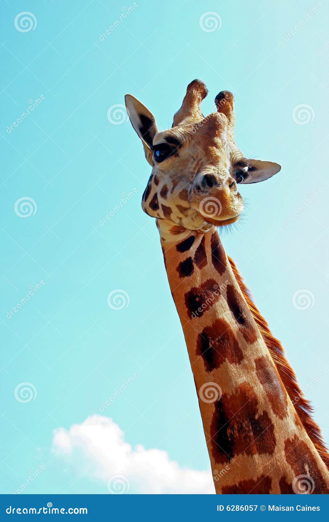 giraffe portrait