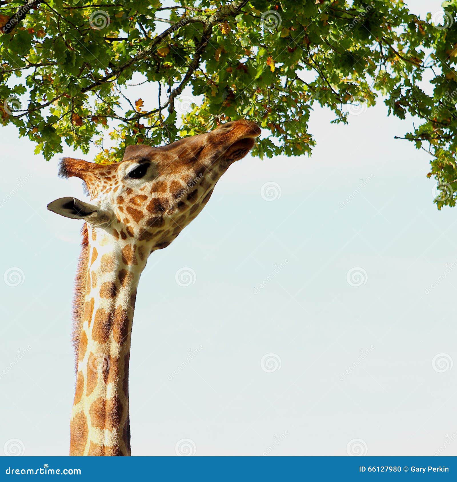 Giraffe, Reaching Up And Eating Leaves From A Tall Tree At Port Lympne