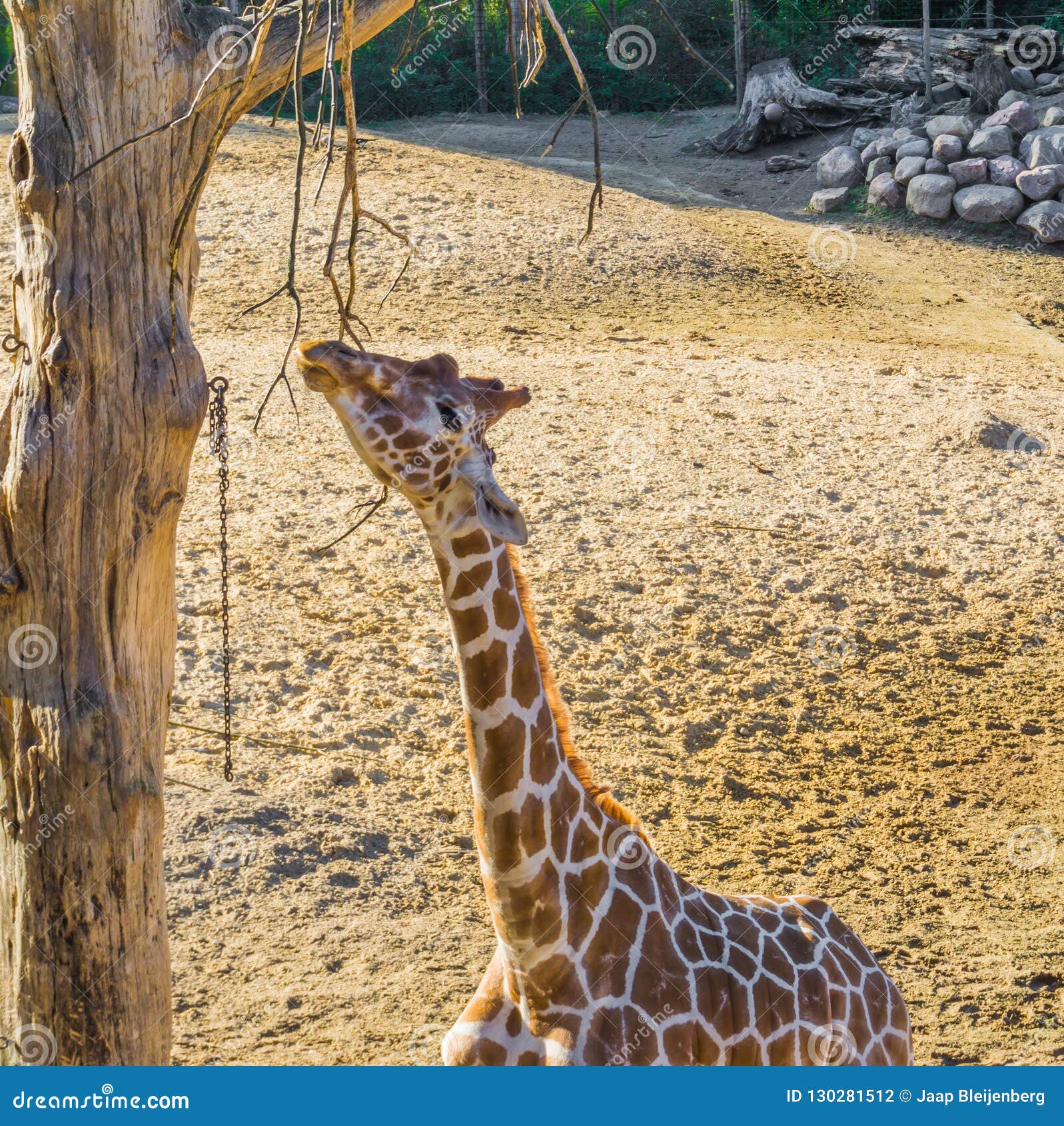 Giraffe Reaching For Leaves Stock Photo | CartoonDealer.com #54235782