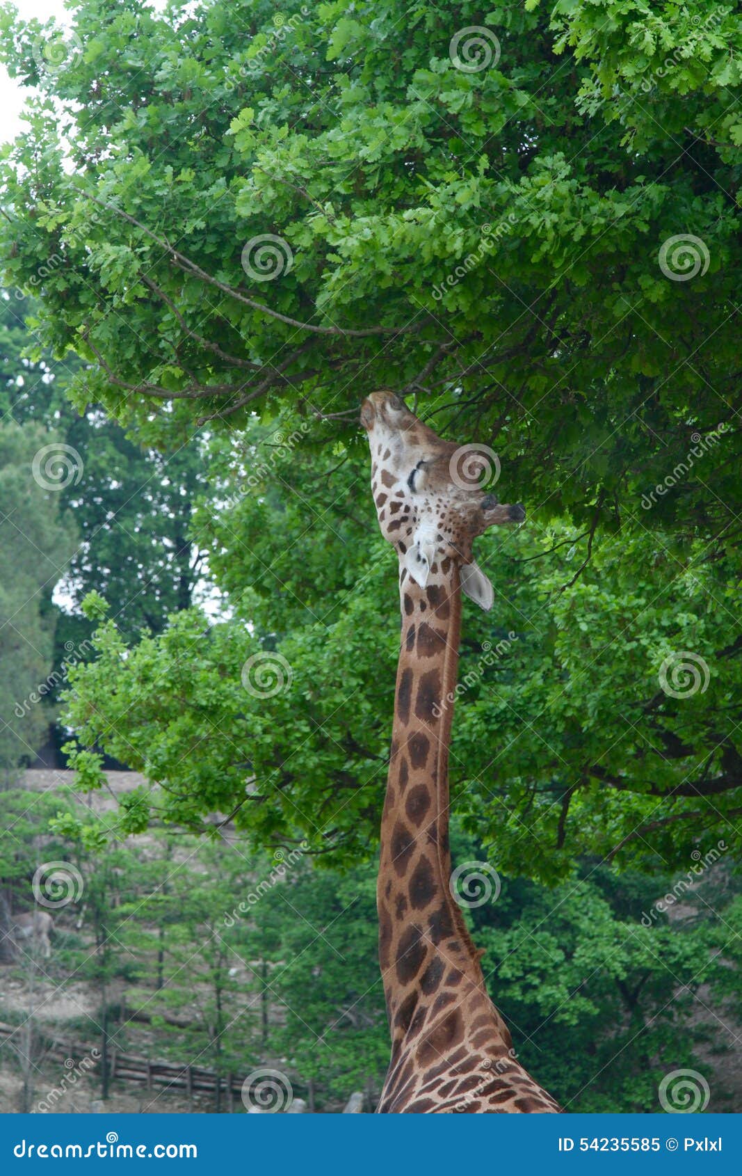 Giraffe, Reaching Up And Eating Leaves From A Tall Tree At Port Lympne