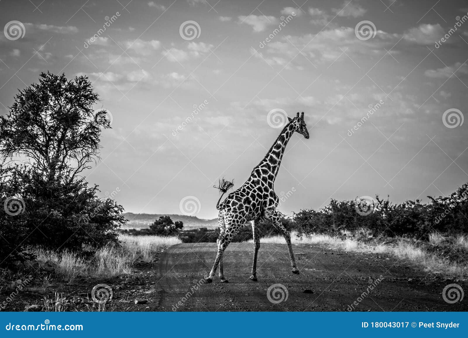 Giraffe Running in a Dirt Road Stock Image - Image of adventure, safari