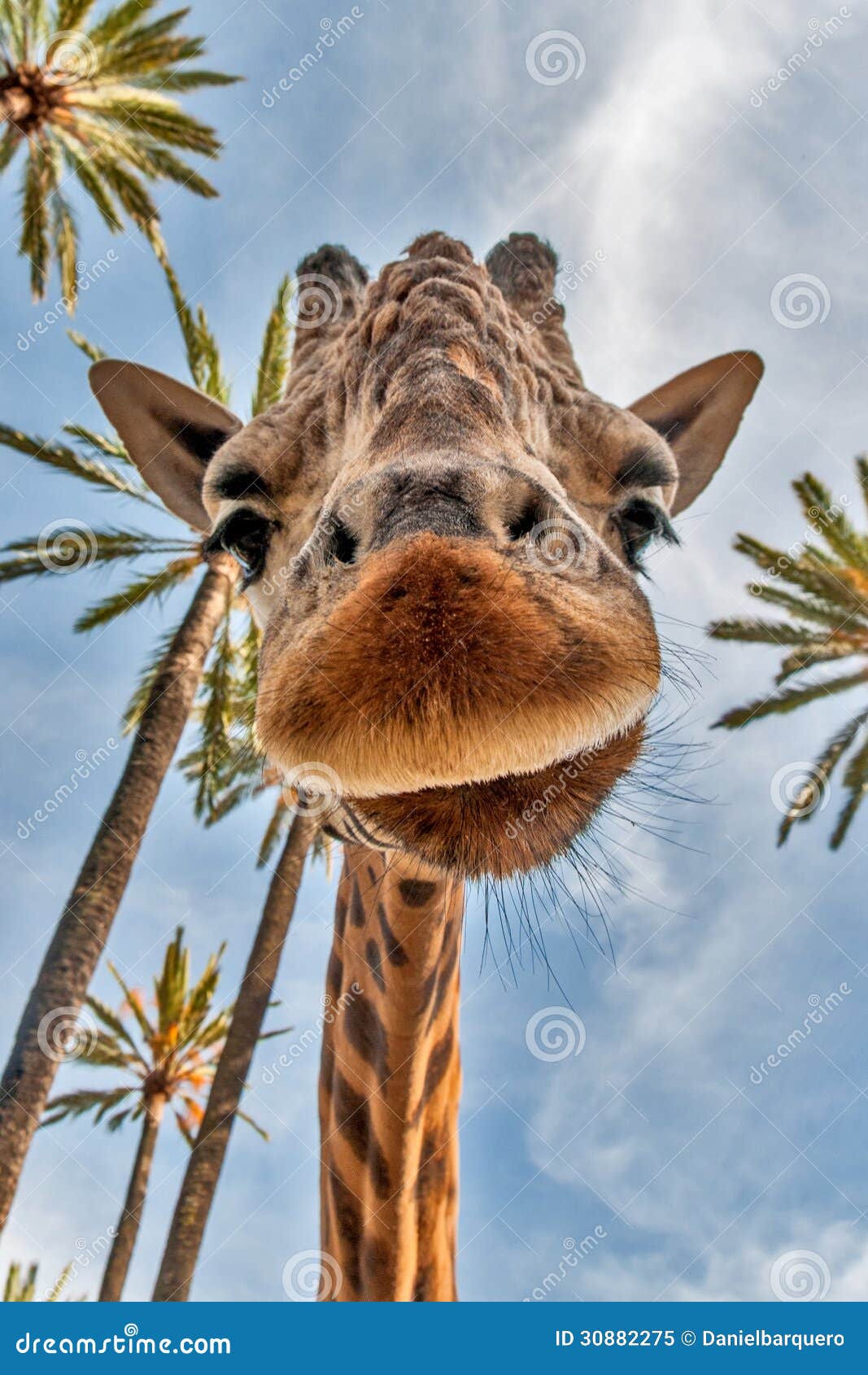 giraffes head