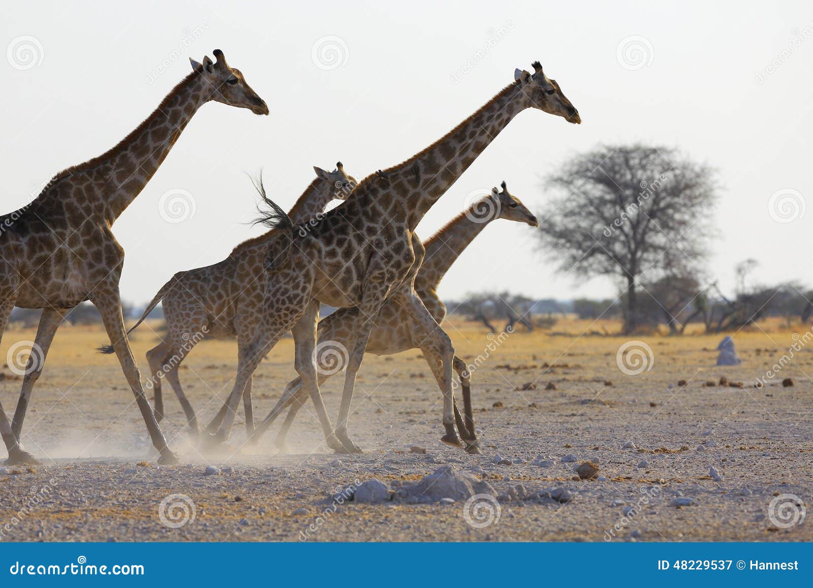Giraffe s running stock image. Image of giraffidae, animal - 48229537