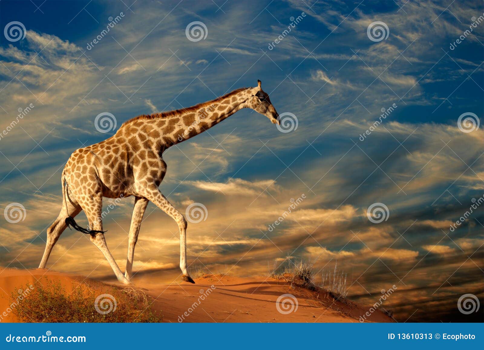 giraffe on sand dune