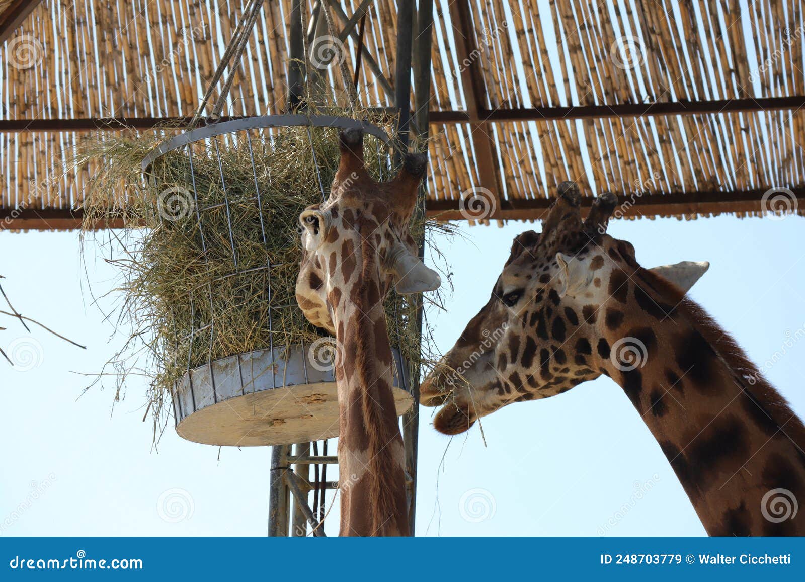 Giraffe Scientific Name: Giraffa Camelopardalis is an African