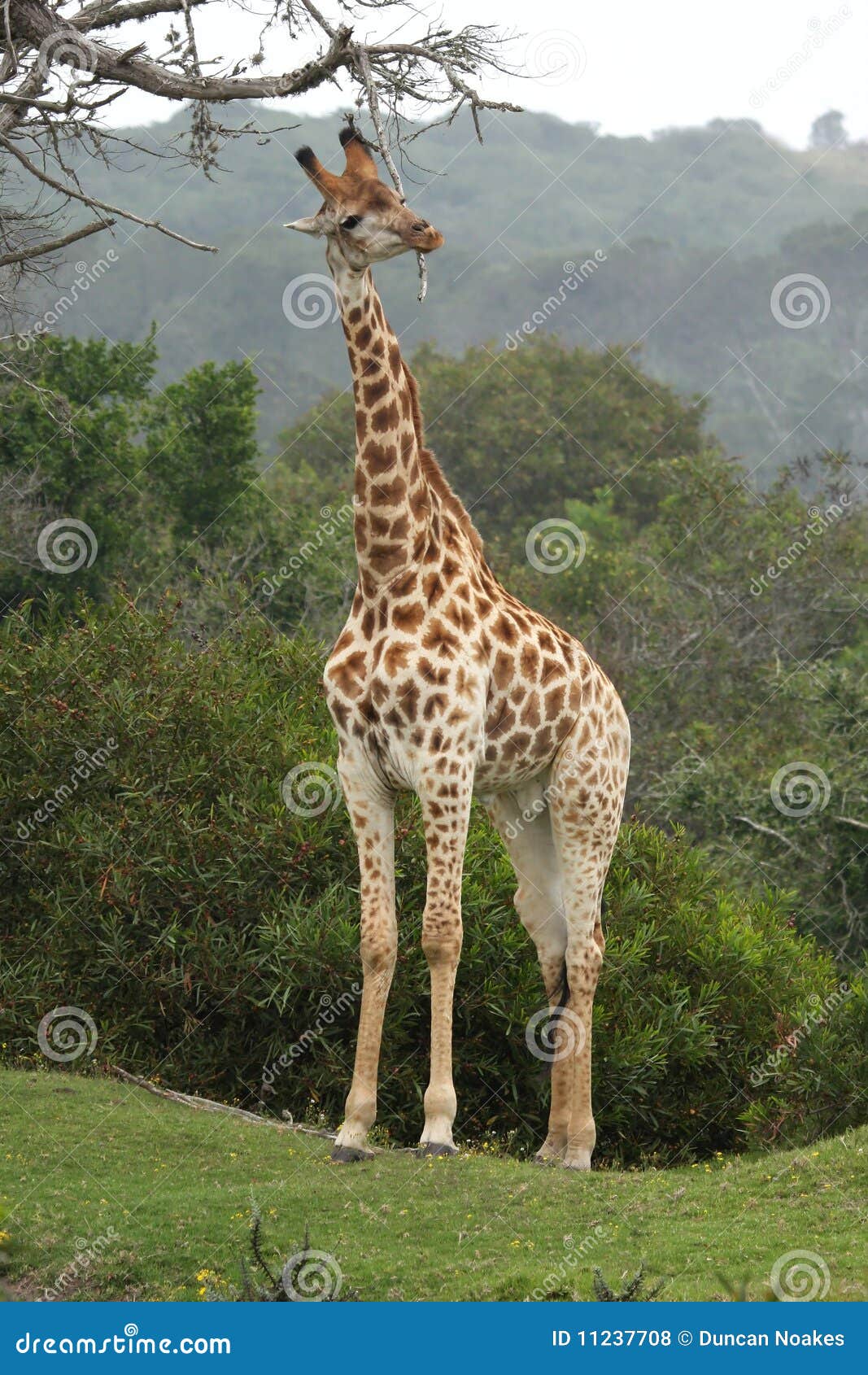 Giraffe Scratching stock photo. Image of fauna, tree 11237708
