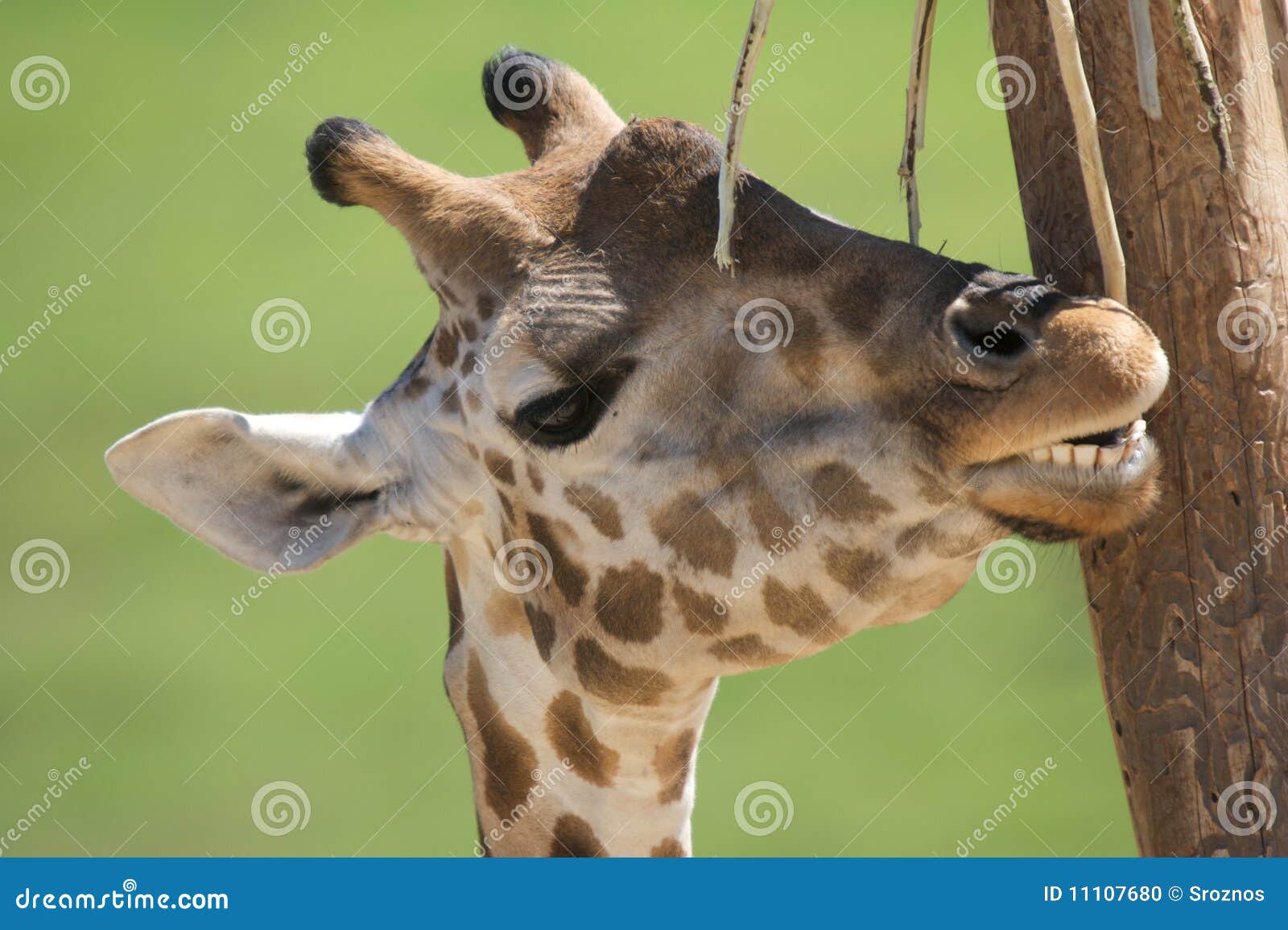 Giraffe Scratching an itch stock photo. Image of face 11107680