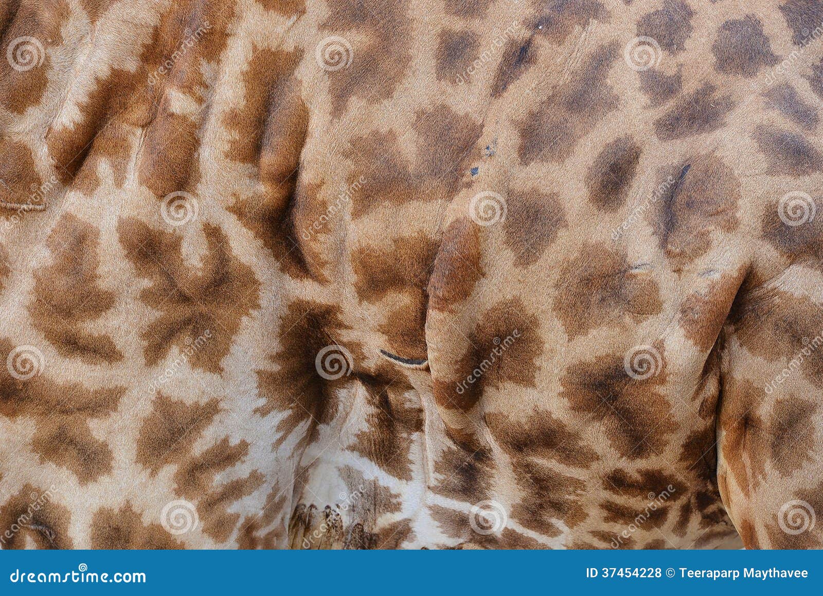 Giraffe skin stock photo. Image of brown, nature, natural 37454228