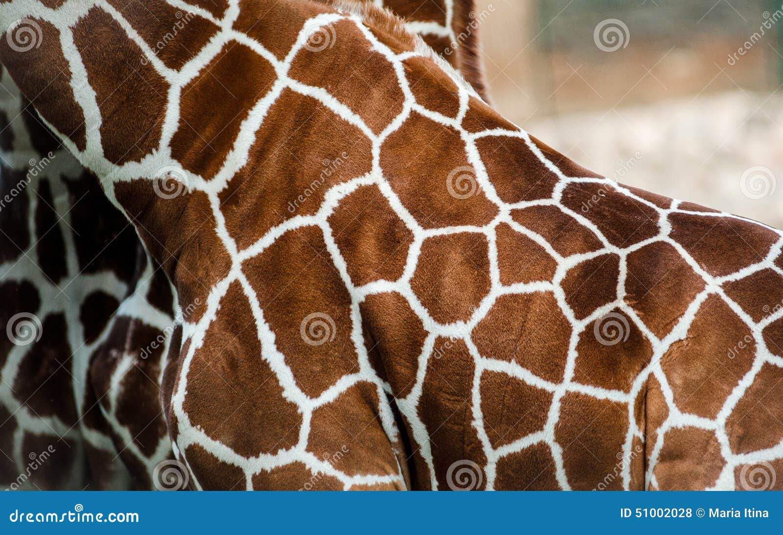 Giraffe Skin Stock Photos - Download 2,685 Images