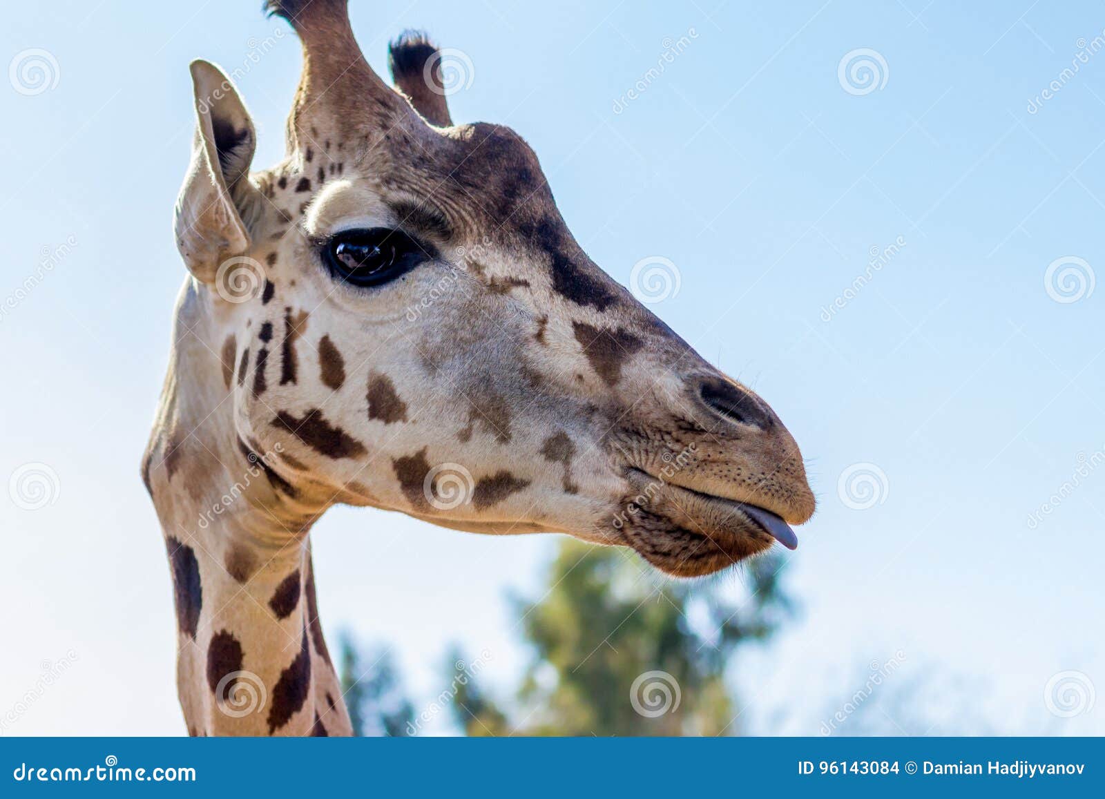 Giraffe Slightly Sticking Tongue Out Stock Photo - Image ...