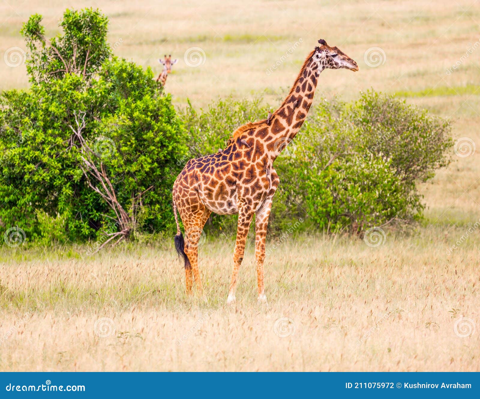 Giraffe with small horns stock photo. Image of neck - 211075972
