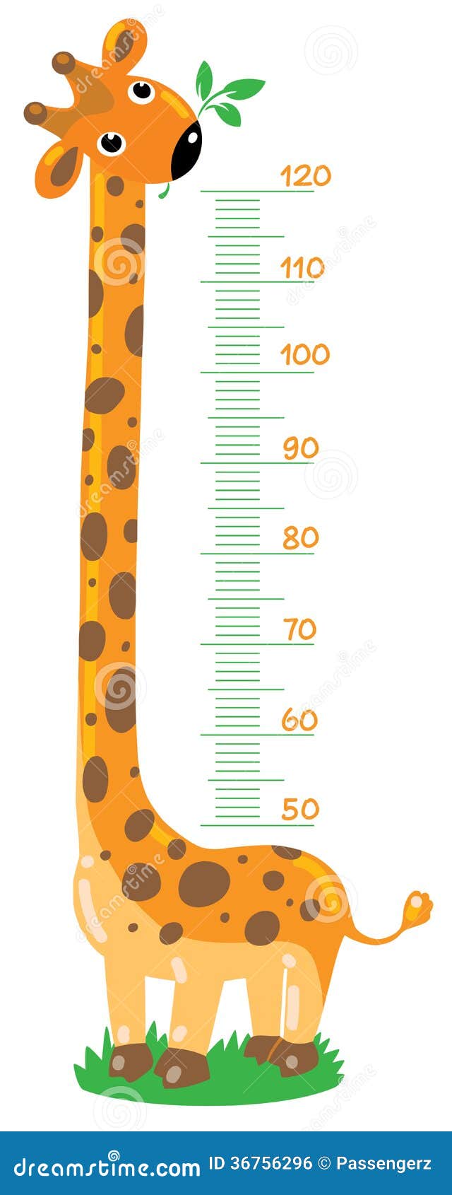 Stadiometer scale from 80 to 170 cm. Children height chart