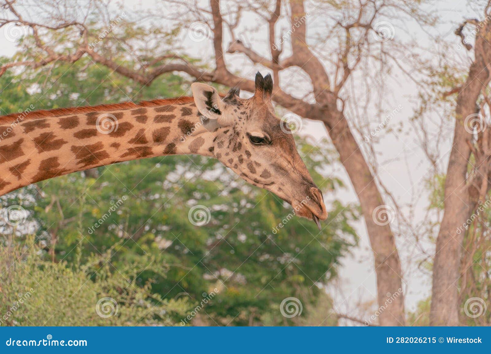 The Giraffe Has Long Neck and is Looking To the Left Stock Image