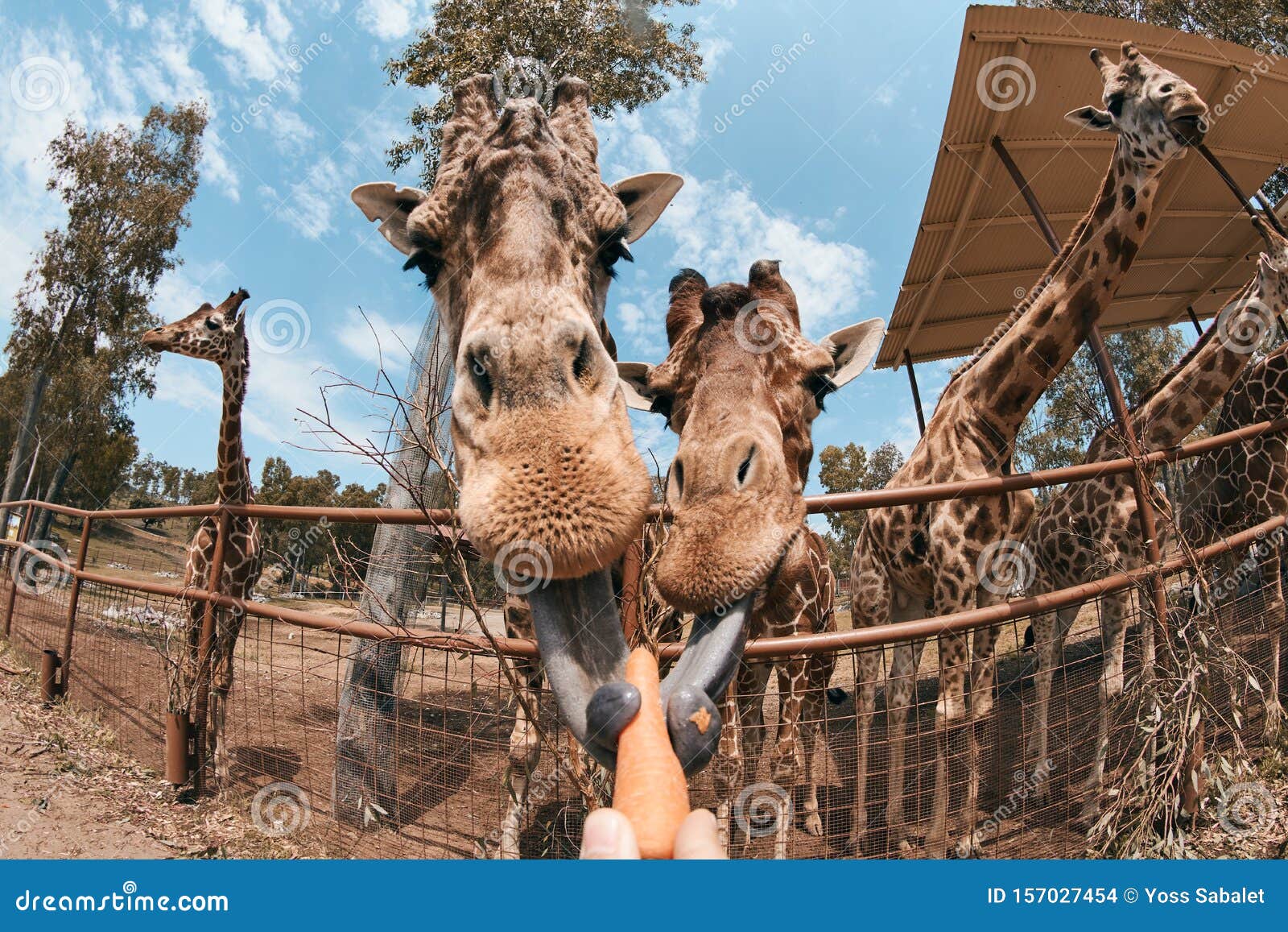 Giraffe Sticking Out His Tongue Stock Photo - Image of head, season