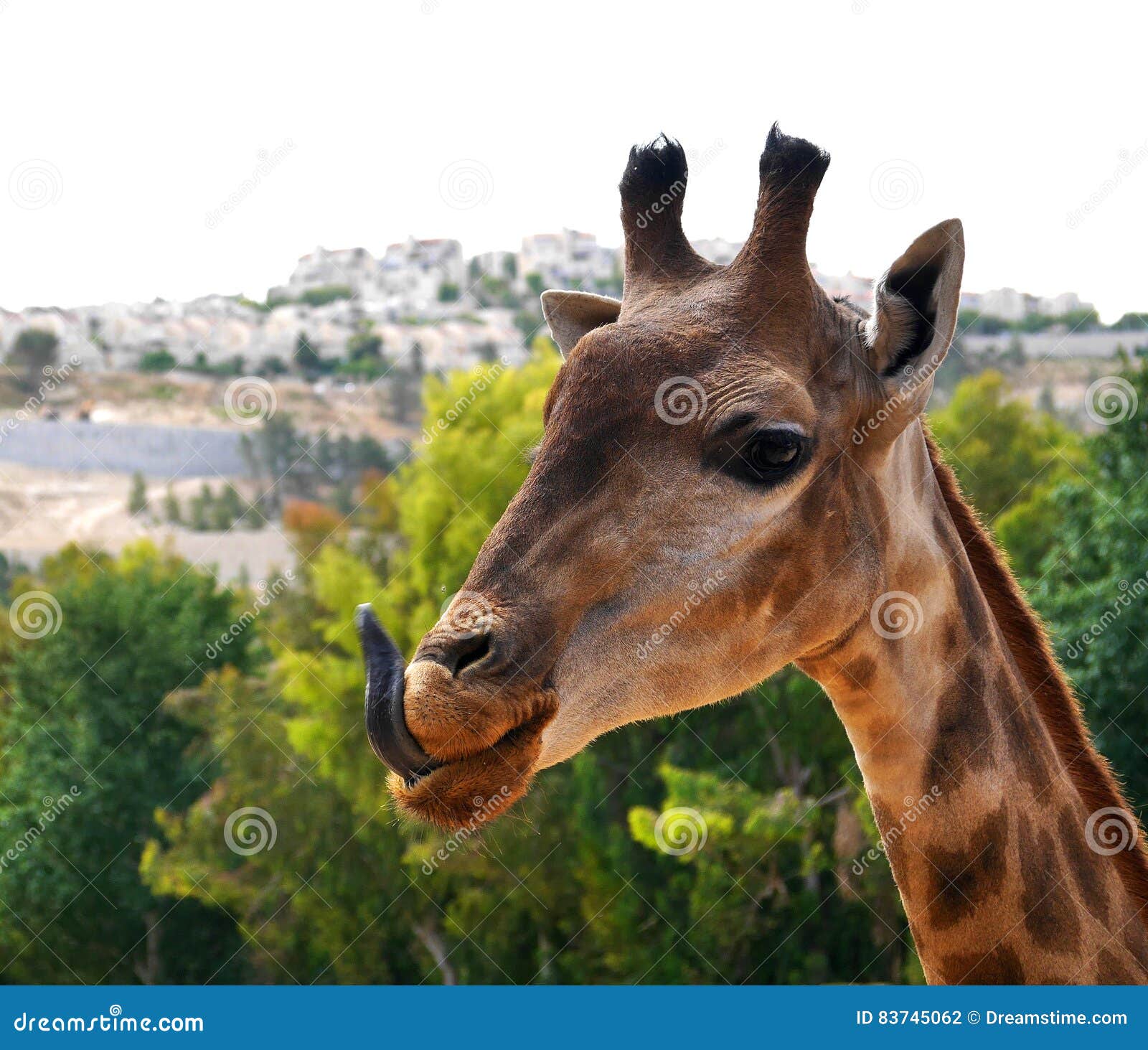 Giraffe Sticking Out Its Tongue Stock Photo - Image of ...