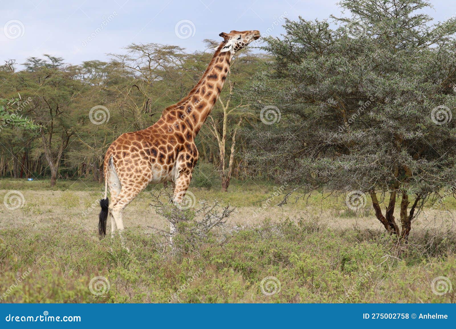 Giraffe Stretching Its Neck To Eat Leaves from a Thorny Tree in Kenya S