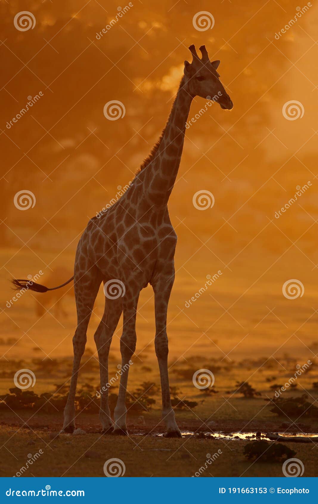 Giraffe at sunrise - Kalahari desert. A giraffe Giraffa camelopardalis in dust at sunrise, Kalahari desert, South Africa