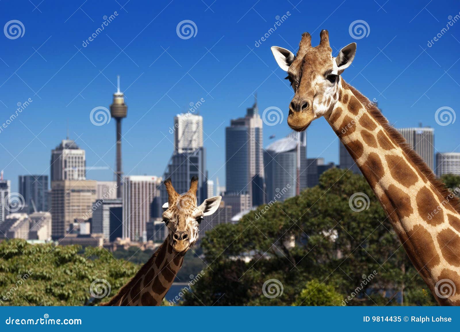 giraffe sydney zoo