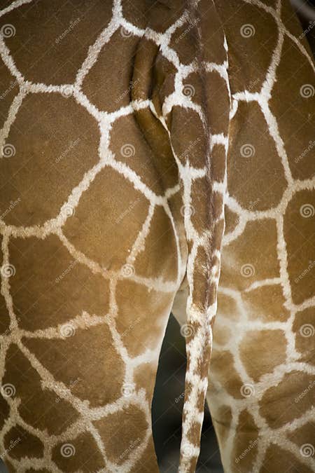 Giraffe tail stock photo. Image of tail, giraffe, white - 11230850