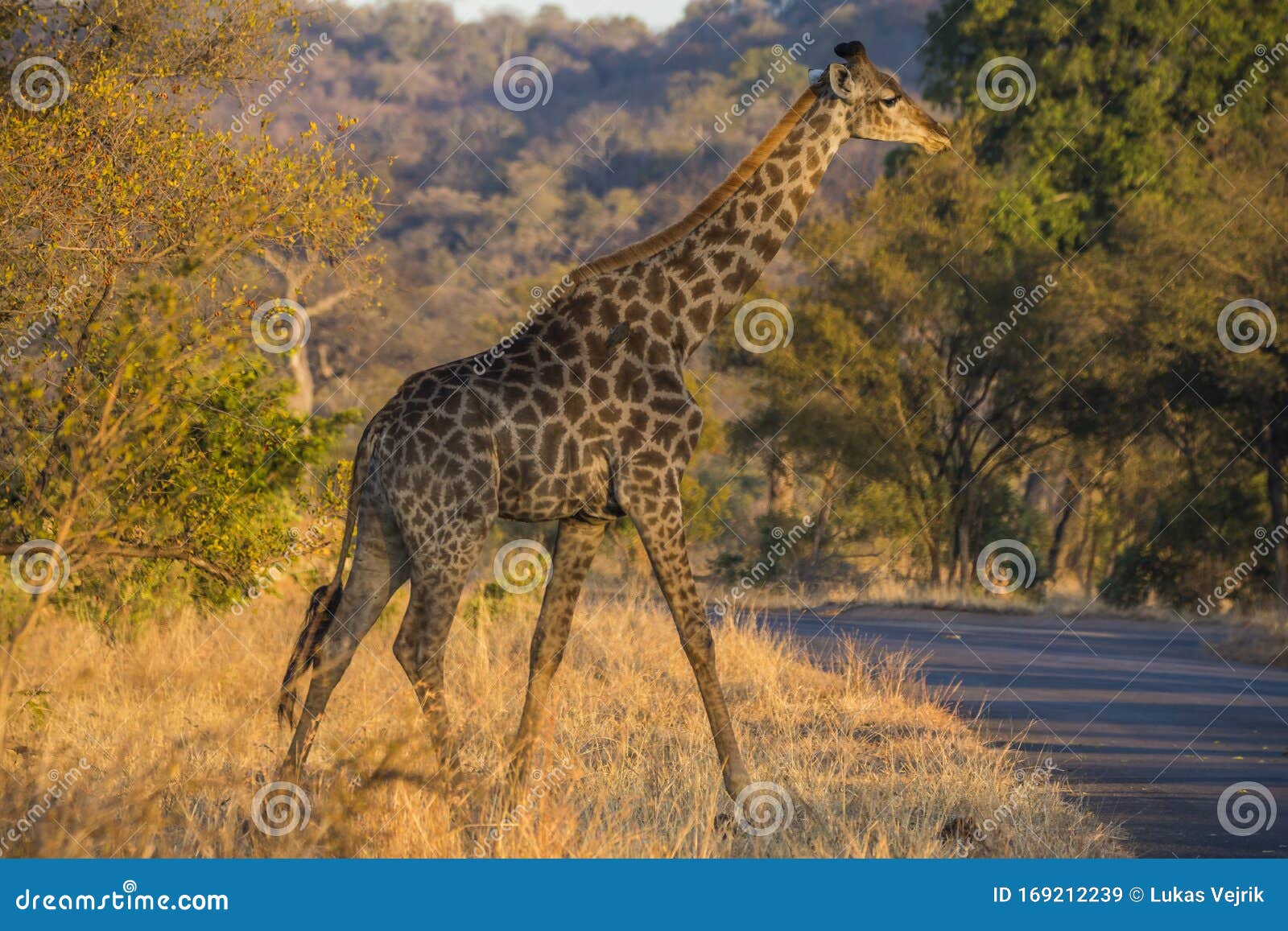 Giraffe the Tallest Animal on Earth Stock Image - Image of botswana, tall: 169212239 Giraffe the Tallest Animal on Earth Stock Image - Image of botswana, tall: 169212239