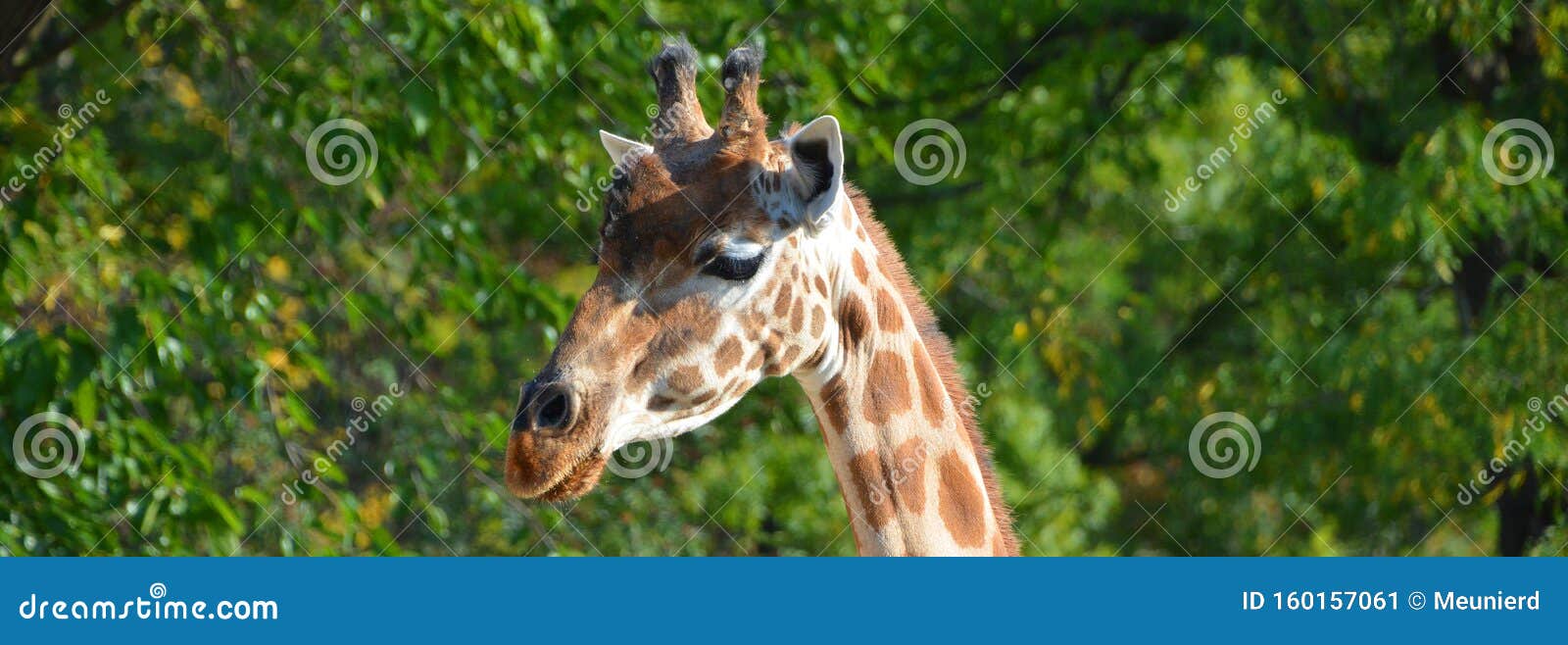 Giraffe Tallest Among Terrestrial Animals Royalty Free Stock Image giraffe-tallest-among-terrestrial-animals-royalty-free-stock-image
