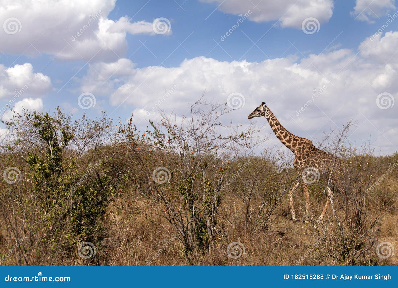 Giraffe in Its Habitat, Masai Mara Stock Photo - Image of grassland, long: 182515288 Giraffe in Its Habitat, Masai Mara Stock Photo - Image of grassland, long: 182515288