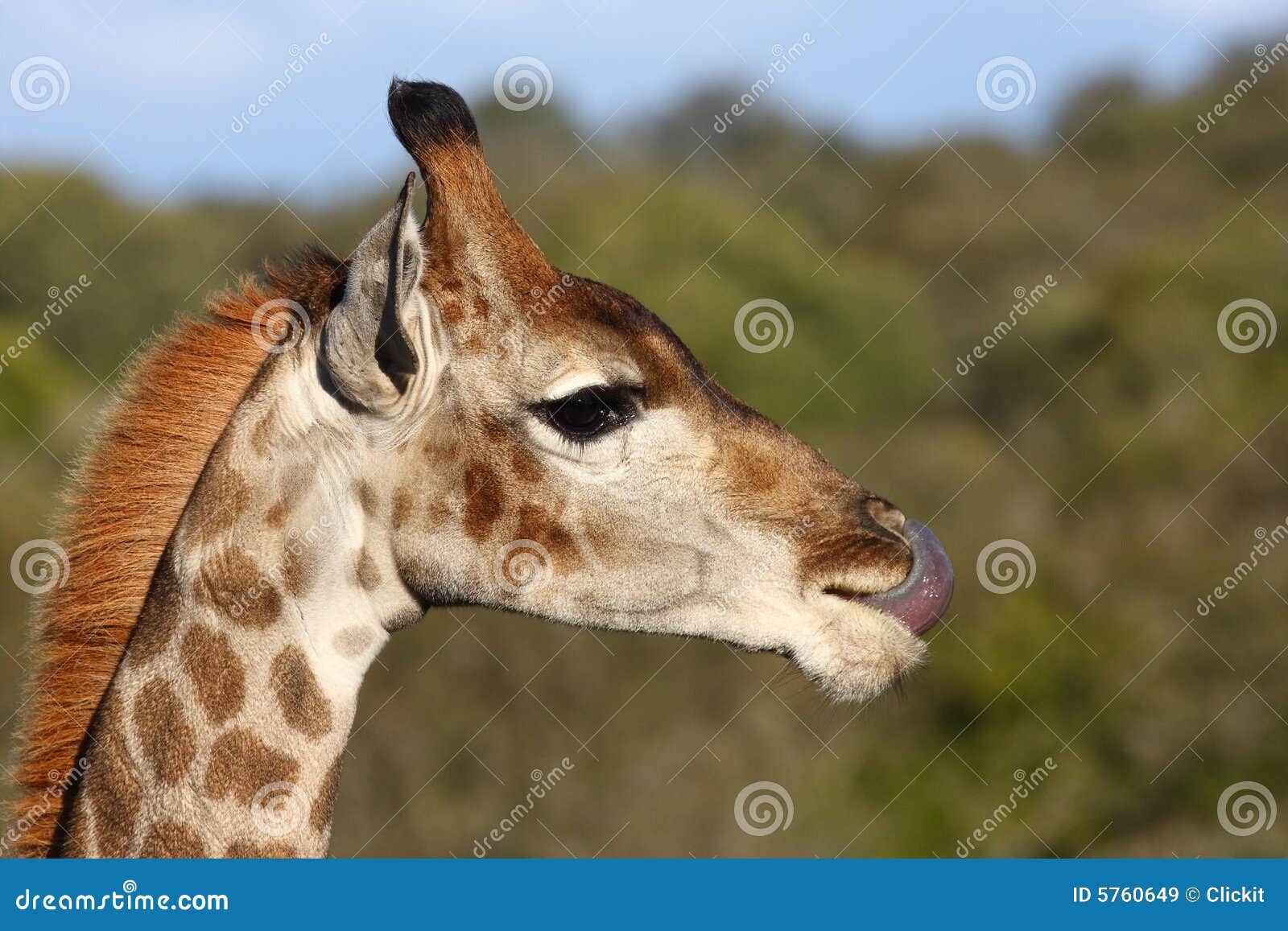 Giraffe tongue. stock image. Image of drive, neck, mammal - 5760649