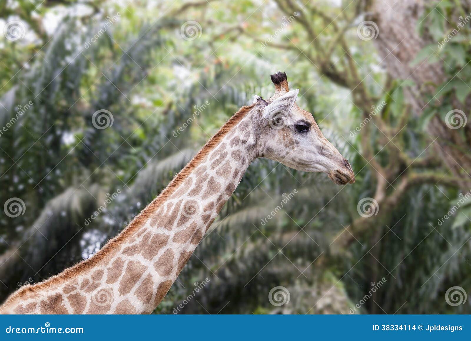 Giraffe in Tropical Zoo stock photo. Image of animal 38334114