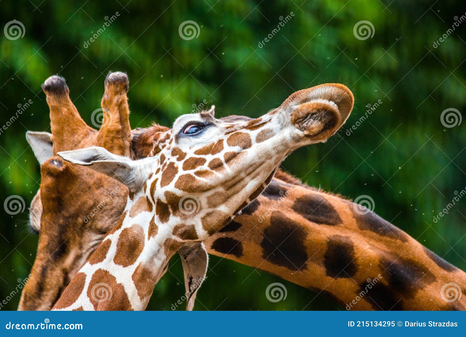Giraffe two heads close up stock image. Image of nature - 215134295