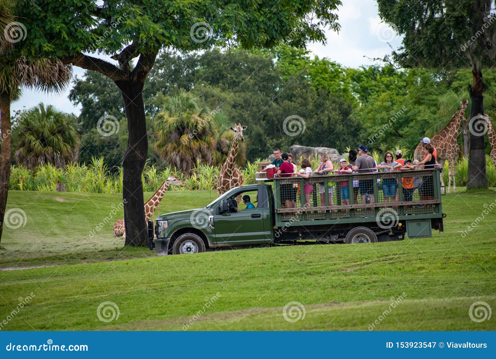 Giraffe Waiting Lettuce Leaves From People Enjoying Safari At