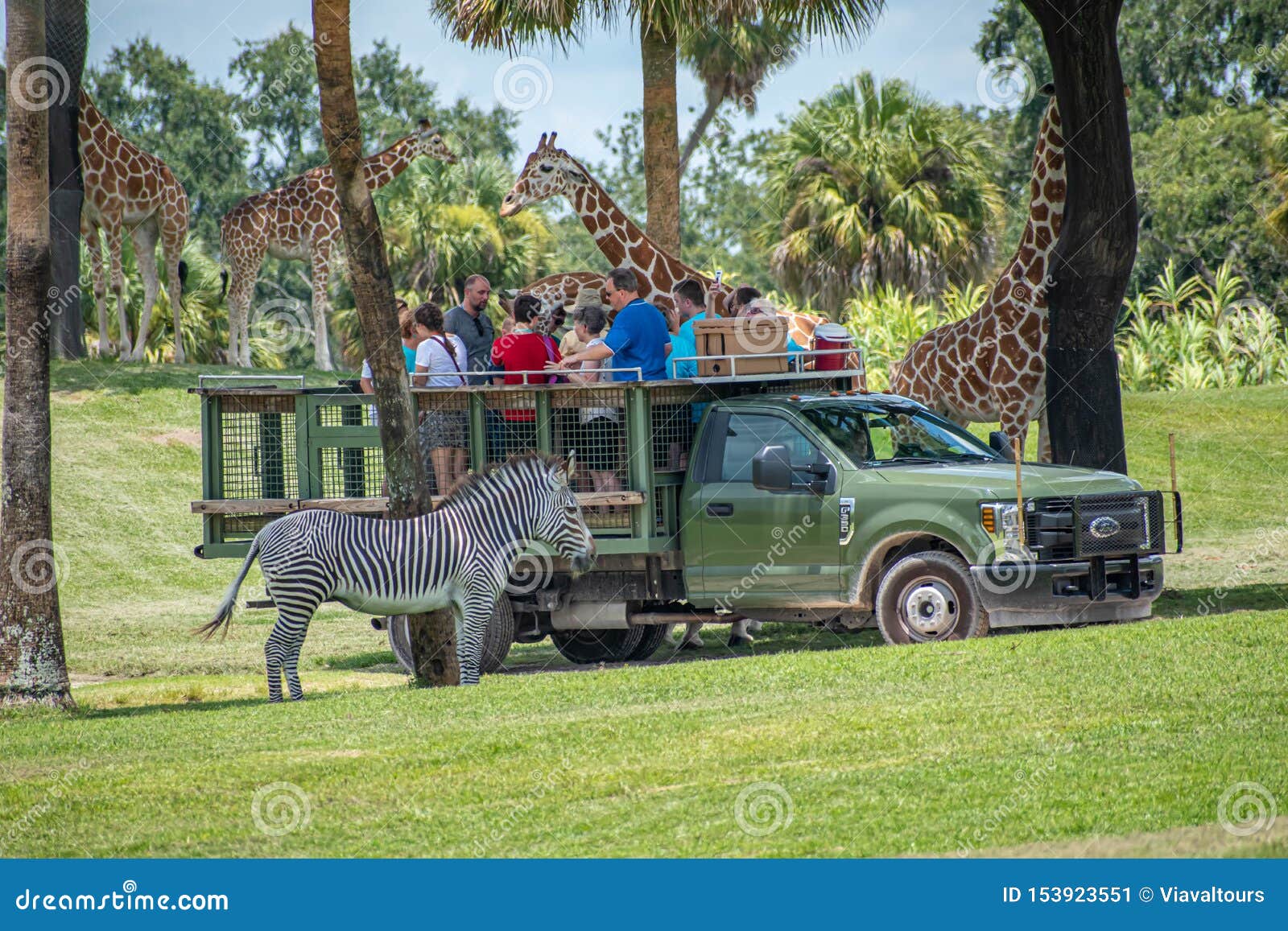 Giraffe Waiting Lettuce Leaves From People Enjoying Safari At